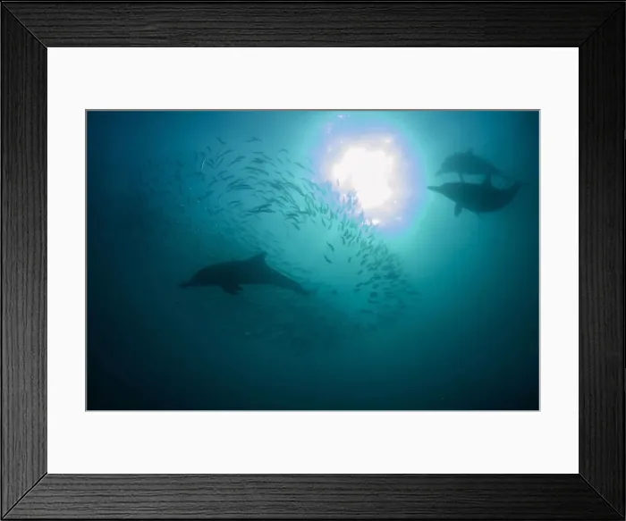 Framed Print : Picture No. 11675300 Framed Print : Picture No. 11675300