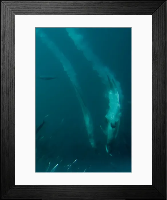 Framed Print : Picture No. 11675302 Framed Print : Picture No. 11675302