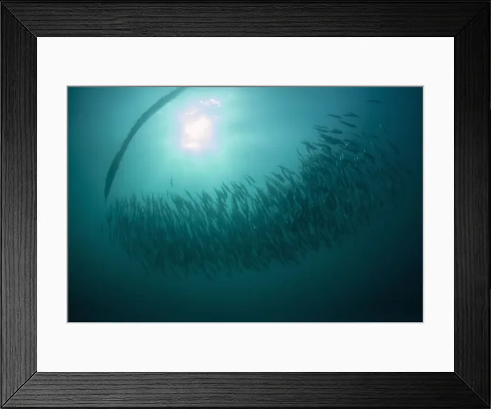 Framed Print : Picture No. 11675303 Framed Print : Picture No. 11675303