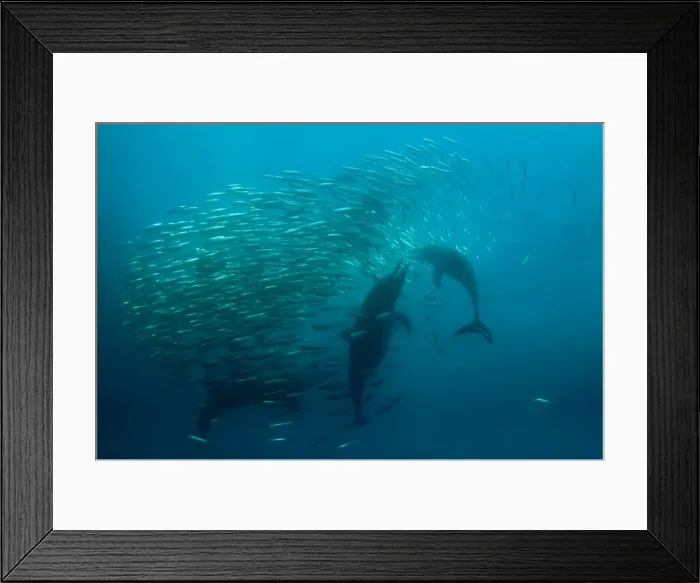 Framed Print : Picture No. 11675299 Framed Print : Picture No. 11675299