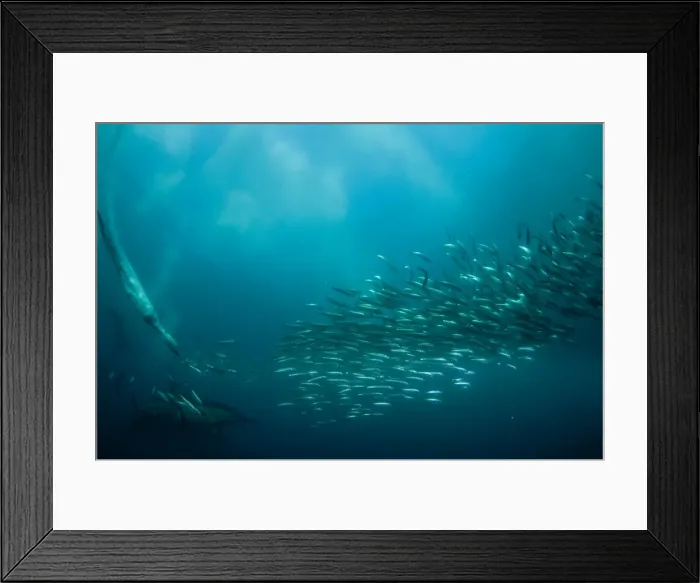 Framed Print : Picture No. 11675306 Framed Print : Picture No. 11675306