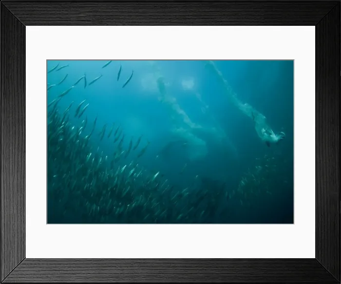 Framed Print : Picture No. 11675305 Framed Print : Picture No. 11675305