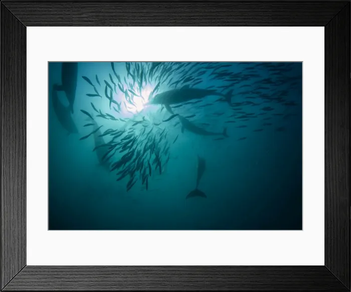 Framed Print : Picture No. 11675308 Framed Print : Picture No. 11675308