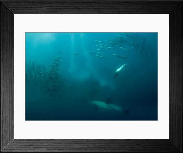 Framed Print : Picture No. 11675311 Framed Print : Picture No. 11675311