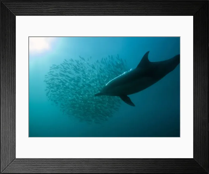 Framed Print : Picture No. 11675310 Framed Print : Picture No. 11675310