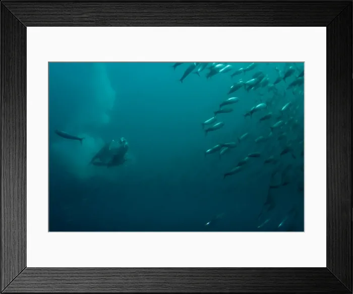Framed Print : Picture No. 11675314 Framed Print : Picture No. 11675314