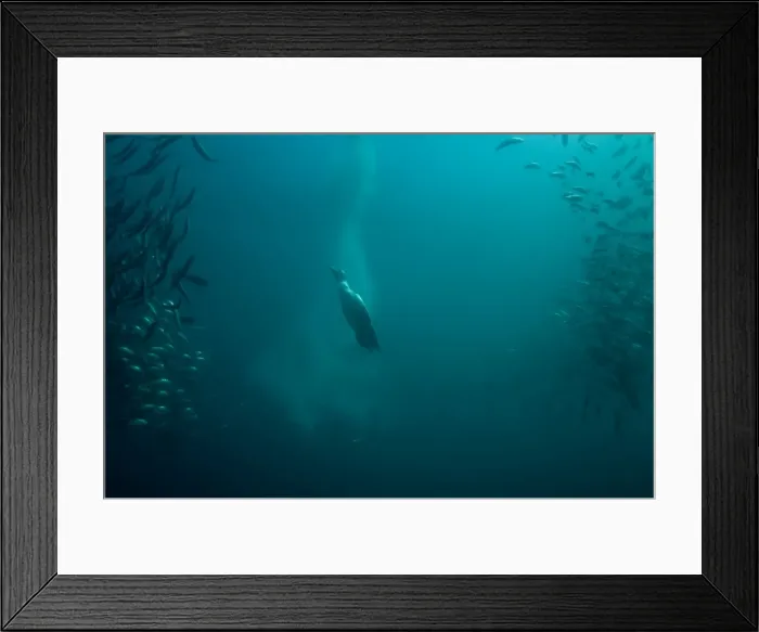 Framed Print : Picture No. 11675315 Framed Print : Picture No. 11675315