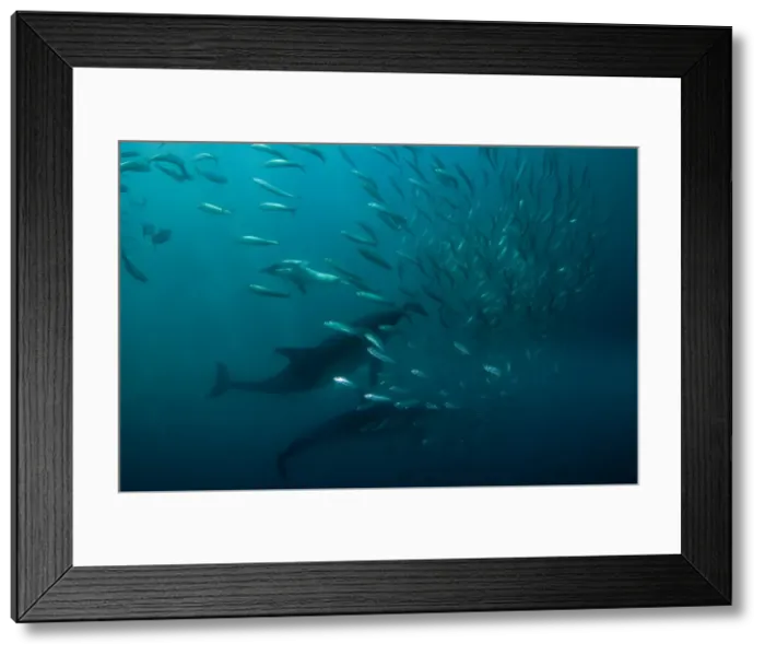 Framed Print : Picture No. 11675313 Framed Print : Picture No. 11675313