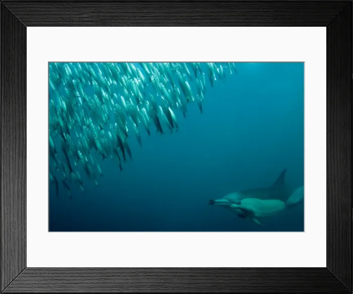 Framed Print : Picture No. 11675316 Framed Print : Picture No. 11675316