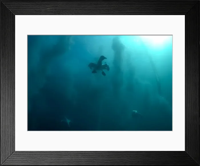 Framed Print : Picture No. 11675318 Framed Print : Picture No. 11675318