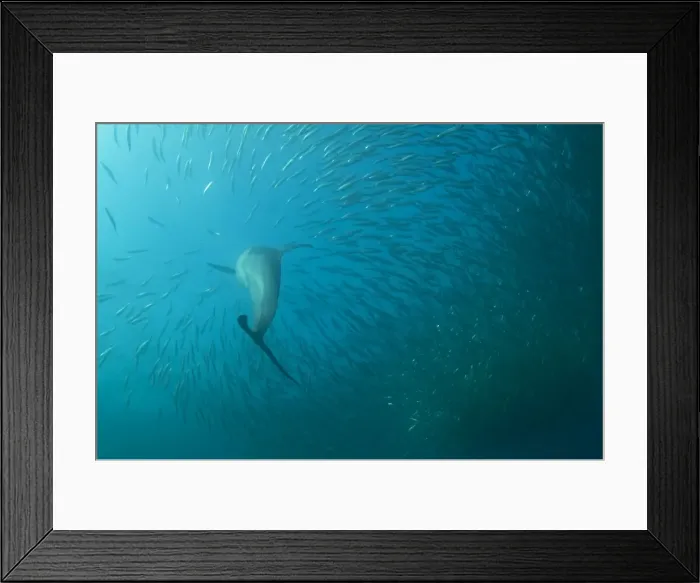 Framed Print : Picture No. 11675321 Framed Print : Picture No. 11675321