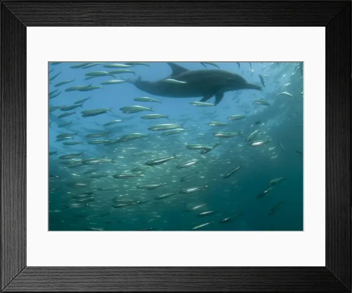 Framed Print : Picture No. 11675322