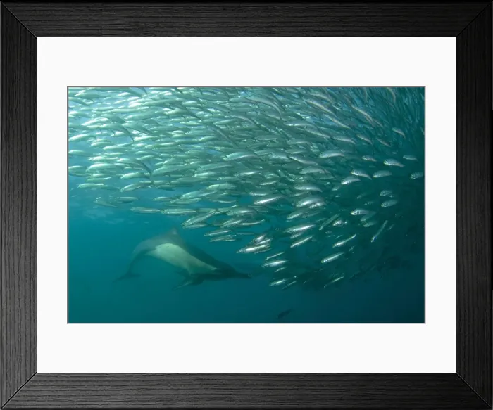 Framed Print : Picture No. 11675323 Framed Print : Picture No. 11675323