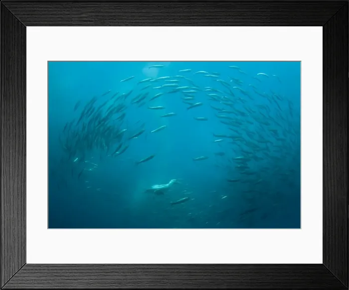 Framed Print : Picture No. 11675317 Framed Print : Picture No. 11675317