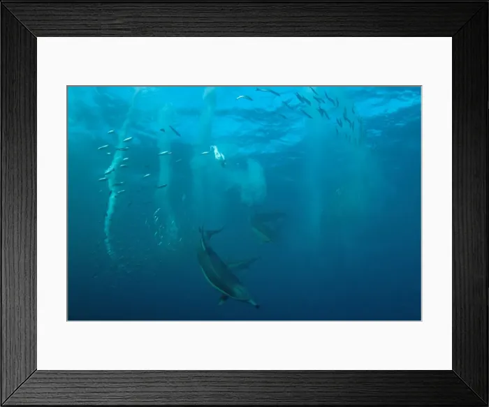 Framed Print : Picture No. 11675326 Framed Print : Picture No. 11675326