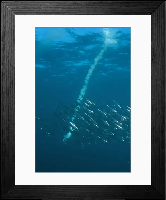 Framed Print : Picture No. 11675328