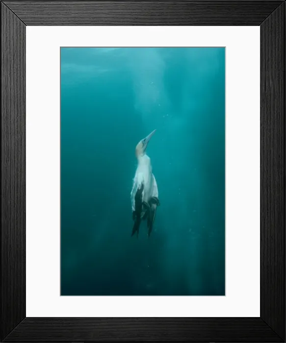 Framed Print : Picture No. 11675329 Framed Print : Picture No. 11675329