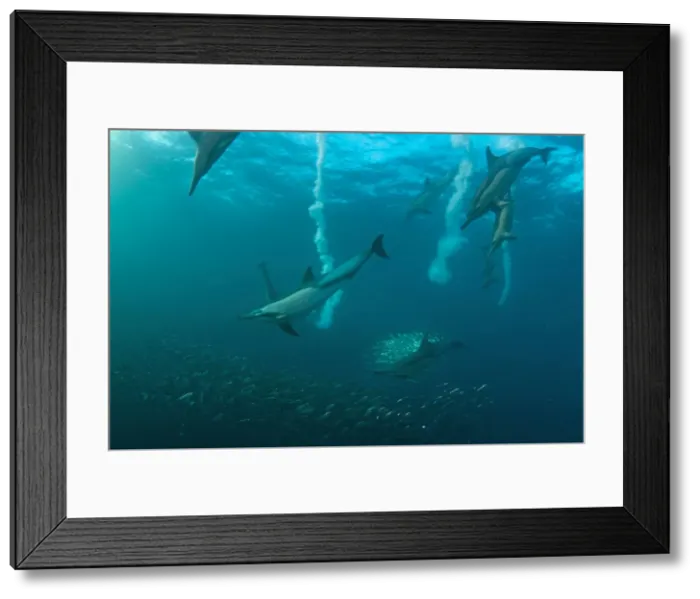 Framed Print : Picture No. 11675325