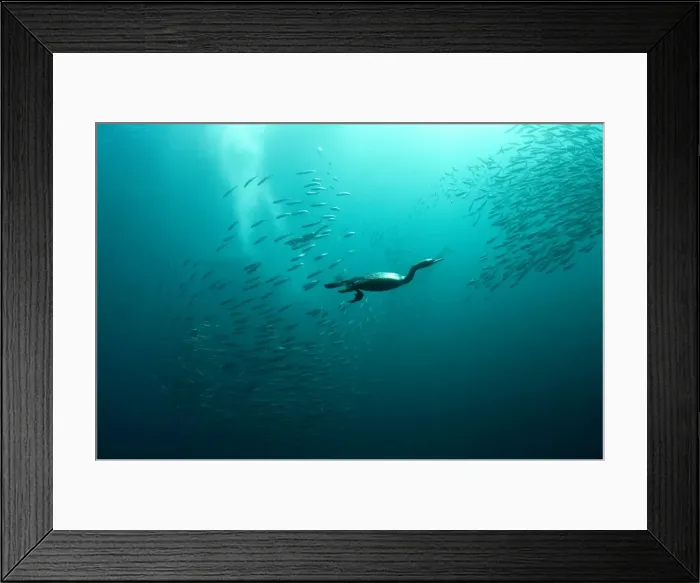 Framed Print : Picture No. 11675332 Framed Print : Picture No. 11675332