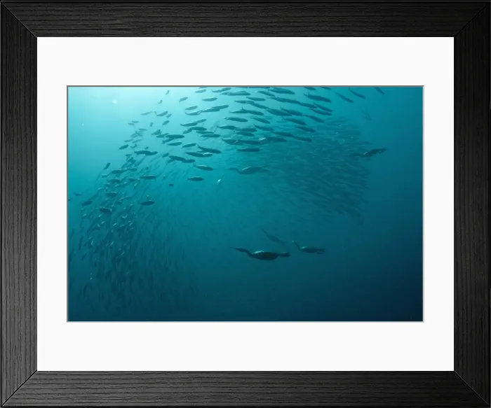 Framed Print : Picture No. 11675331 Framed Print : Picture No. 11675331