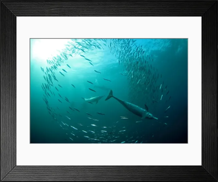 Framed Print : Picture No. 11675334 Framed Print : Picture No. 11675334