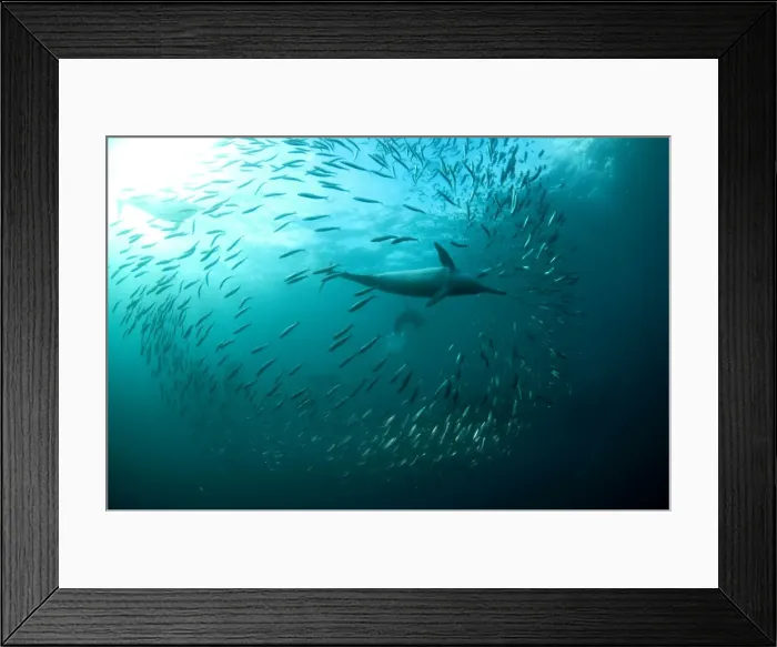 Framed Print : Picture No. 11675335 Framed Print : Picture No. 11675335