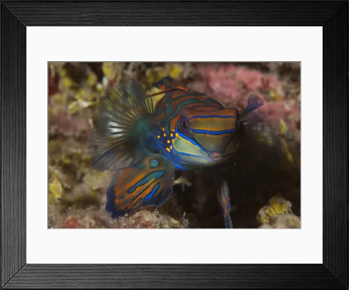 Framed Print : Picture No. 11675336 Framed Print : Picture No. 11675336