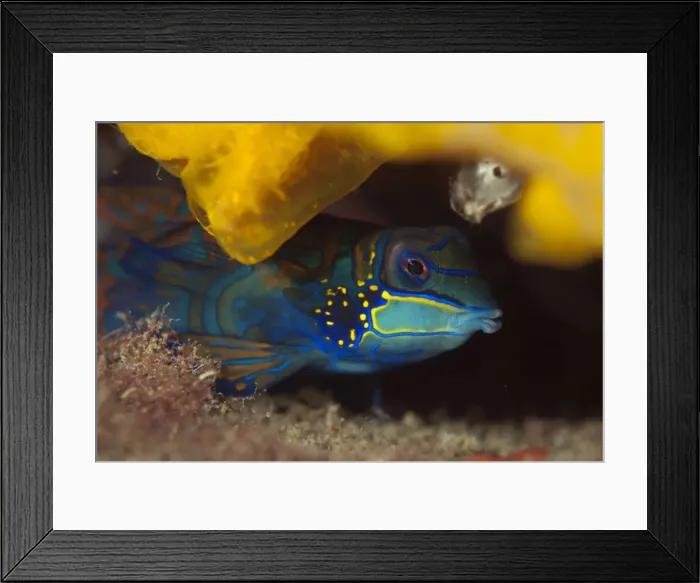 Framed Print : Picture No. 11675338 Framed Print : Picture No. 11675338