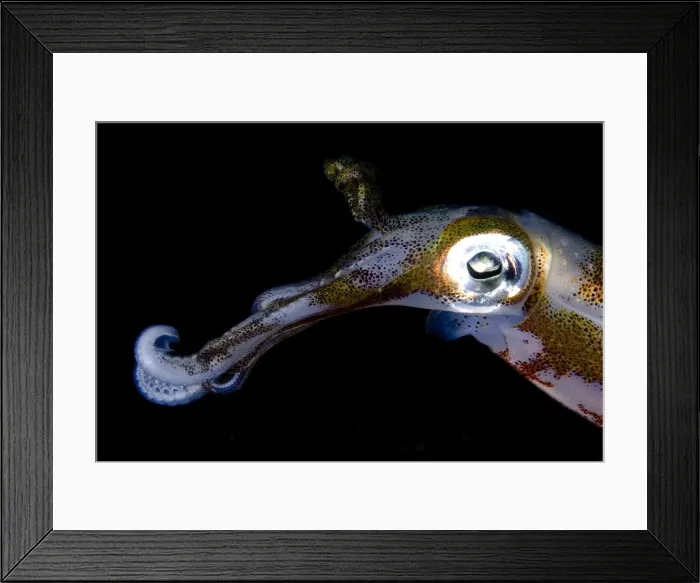 Framed Print : Picture No. 11675339 Framed Print : Picture No. 11675339