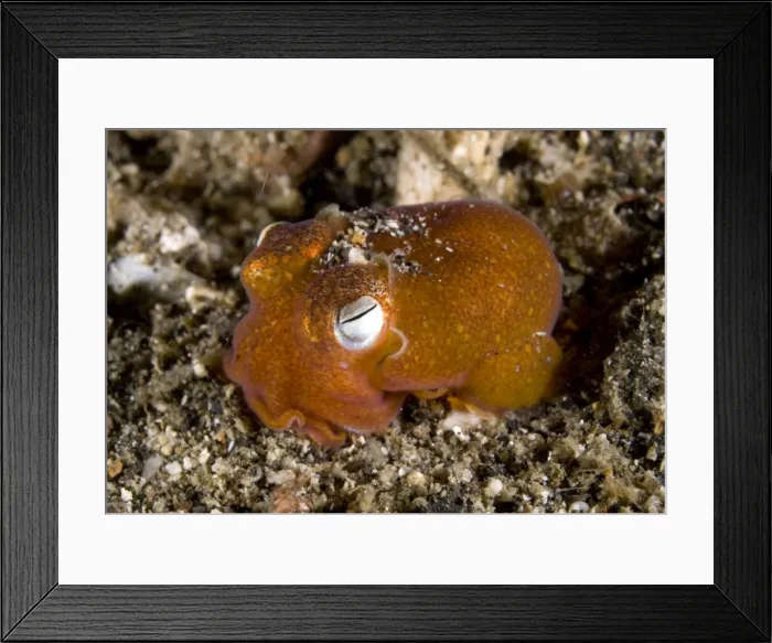 Framed Print : Picture No. 11675340 Framed Print : Picture No. 11675340