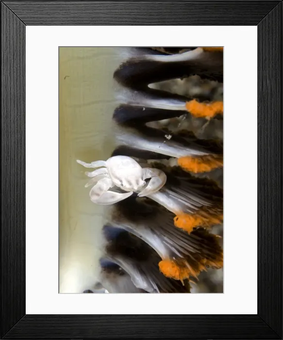 Framed Print : Picture No. 11675341 Framed Print : Picture No. 11675341