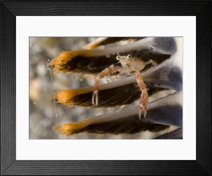 Framed Print : Picture No. 11675342 Framed Print : Picture No. 11675342