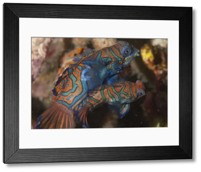 Framed Print : Picture No. 11675337 Framed Print : Picture No. 11675337