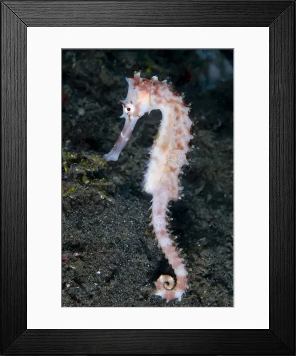 Framed Print : Picture No. 11675346 Framed Print : Picture No. 11675346