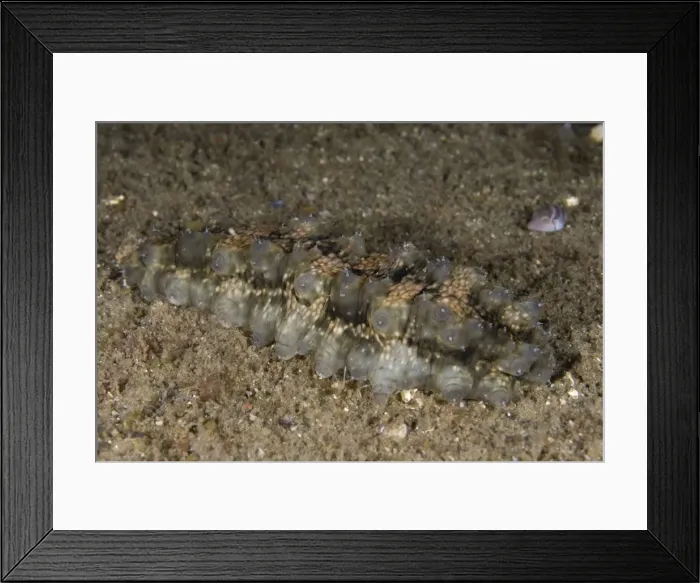 Framed Print : Picture No. 11675345 Framed Print : Picture No. 11675345
