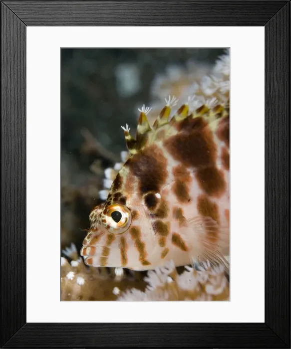 Framed Print : Picture No. 11675349 Framed Print : Picture No. 11675349