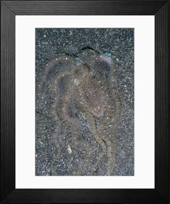Framed Print : Picture No. 11675350 Framed Print : Picture No. 11675350