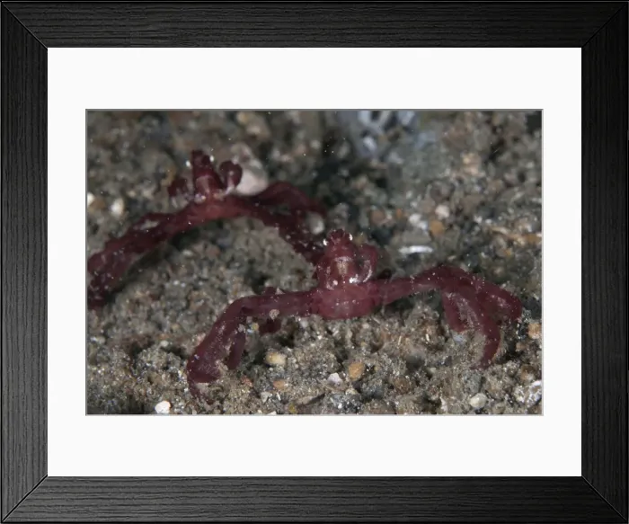 Framed Print : Picture No. 11675352 Framed Print : Picture No. 11675352