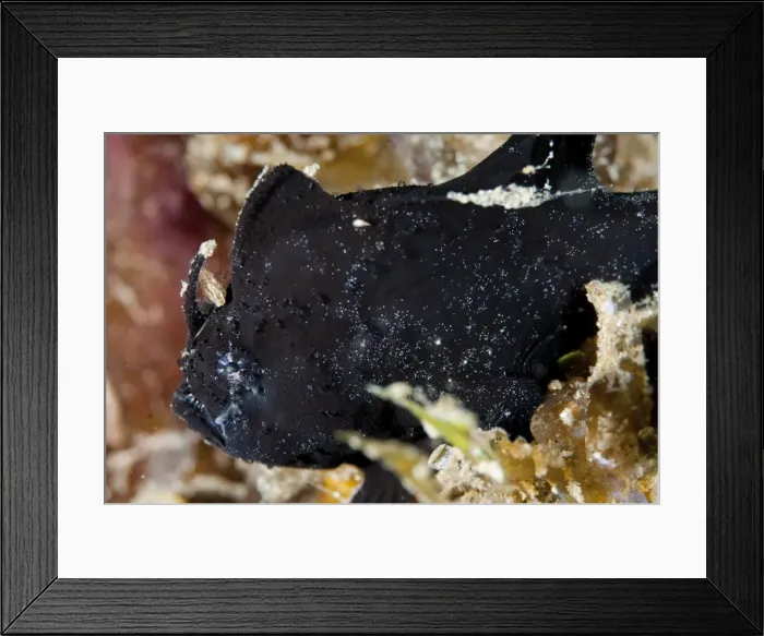 Framed Print : Picture No. 11675353 Framed Print : Picture No. 11675353