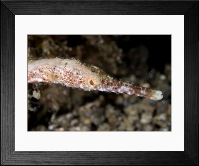 Framed Print : Picture No. 11675354