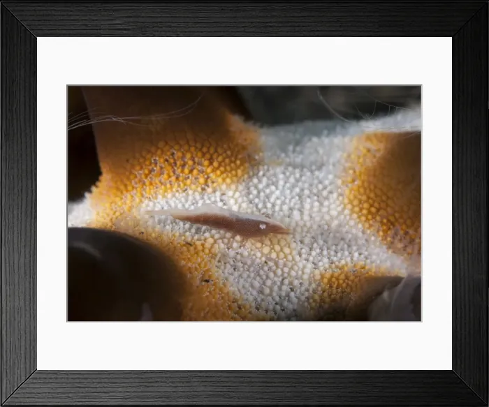 Framed Print : Picture No. 11675355 Framed Print : Picture No. 11675355