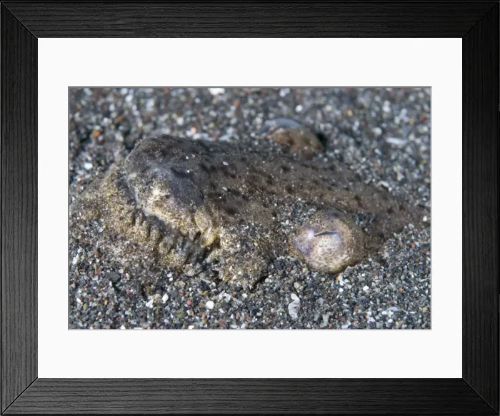 Framed Print : Picture No. 11675351
