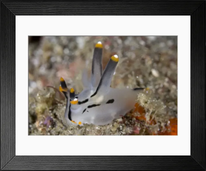 Framed Print : Picture No. 11675357 Framed Print : Picture No. 11675357