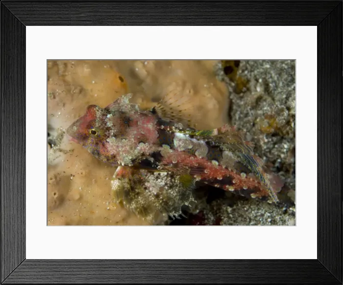 Framed Print : Picture No. 11675358 Framed Print : Picture No. 11675358