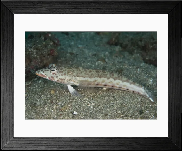 Framed Print : Picture No. 11675359 Framed Print : Picture No. 11675359