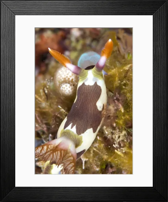 Framed Print : Picture No. 11675360 Framed Print : Picture No. 11675360