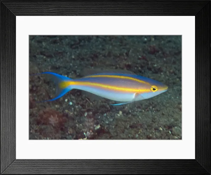 Framed Print : Picture No. 11675361 Framed Print : Picture No. 11675361