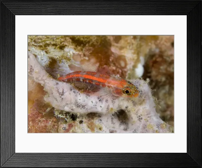 Framed Print : Picture No. 11675364 Framed Print : Picture No. 11675364