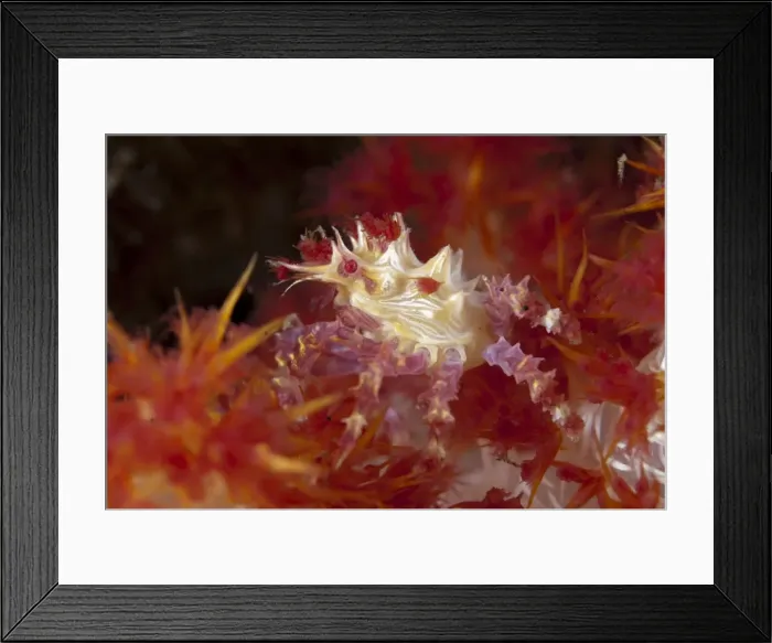 Framed Print : Picture No. 11675365
