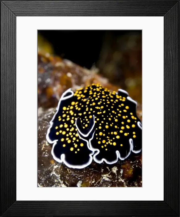 Framed Print : Picture No. 11675366 Framed Print : Picture No. 11675366